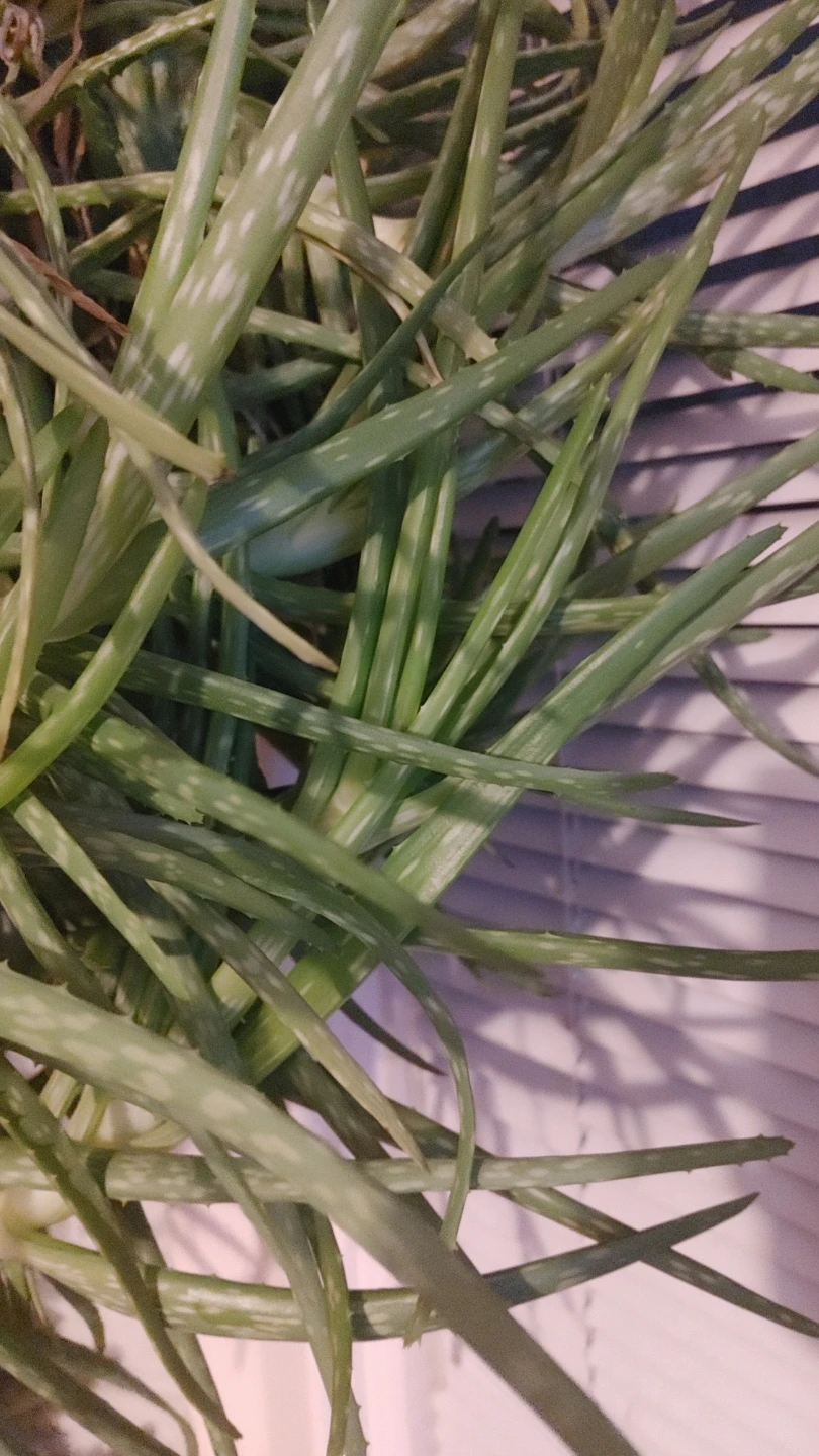 Healthy Aloe Vera Plant Cuttings