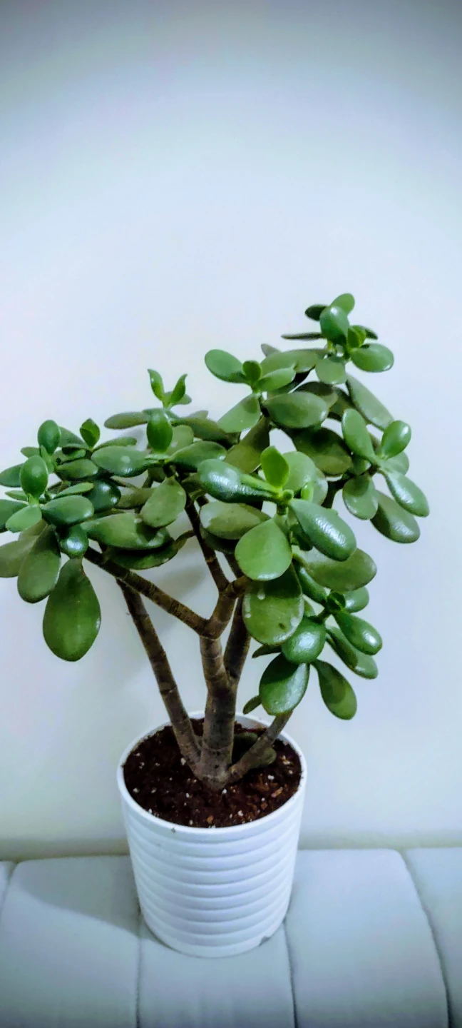 Jade Plant in White Pot- 18.5 inches 🧡 - photo 4