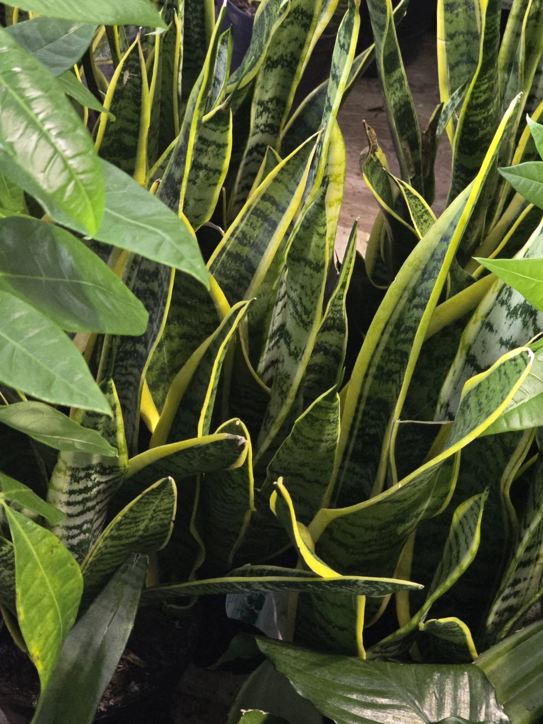 Snake Plant 7"pot  long one - photo 4