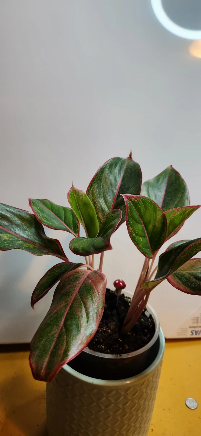 Aglaonema Plant - photo 3