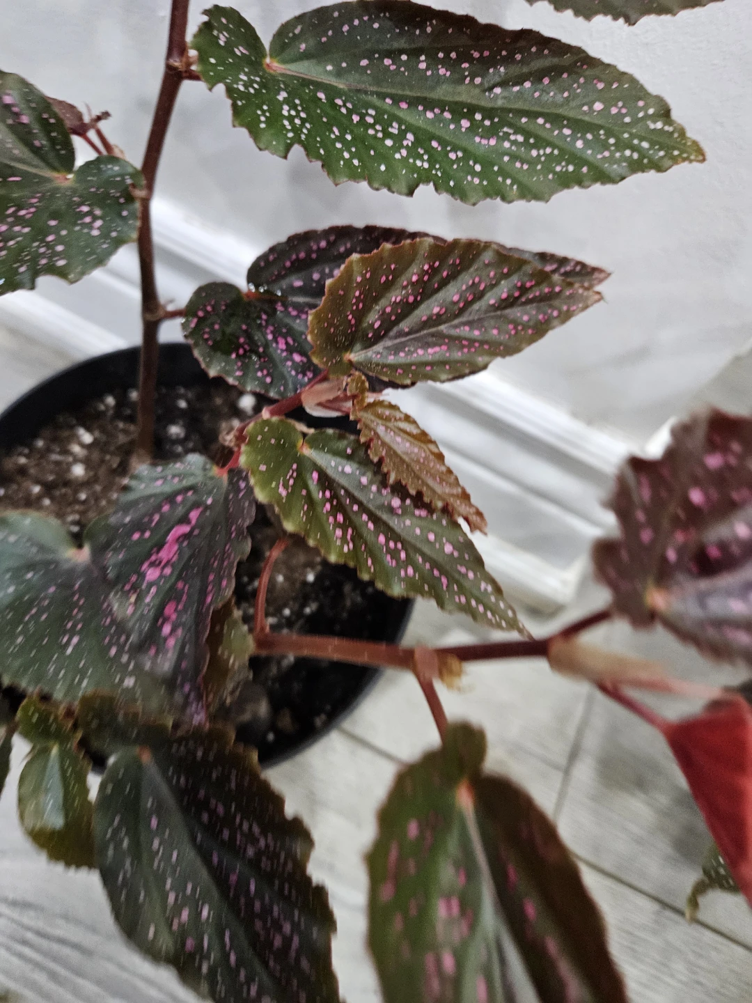🥕Maculata pink spot Begonia Plant 🥕 - photo 2