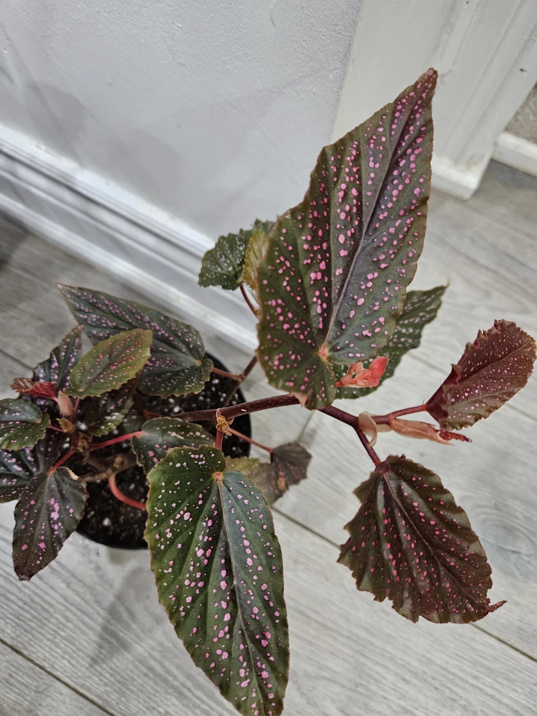🥕Maculata pink spot Begonia Plant 🥕 - photo 4