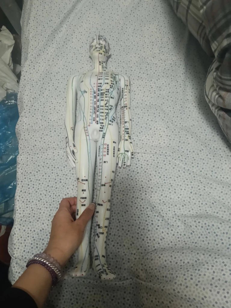 60CM Colored Acupuncture Human Model for TCM Practice 中医练习专用