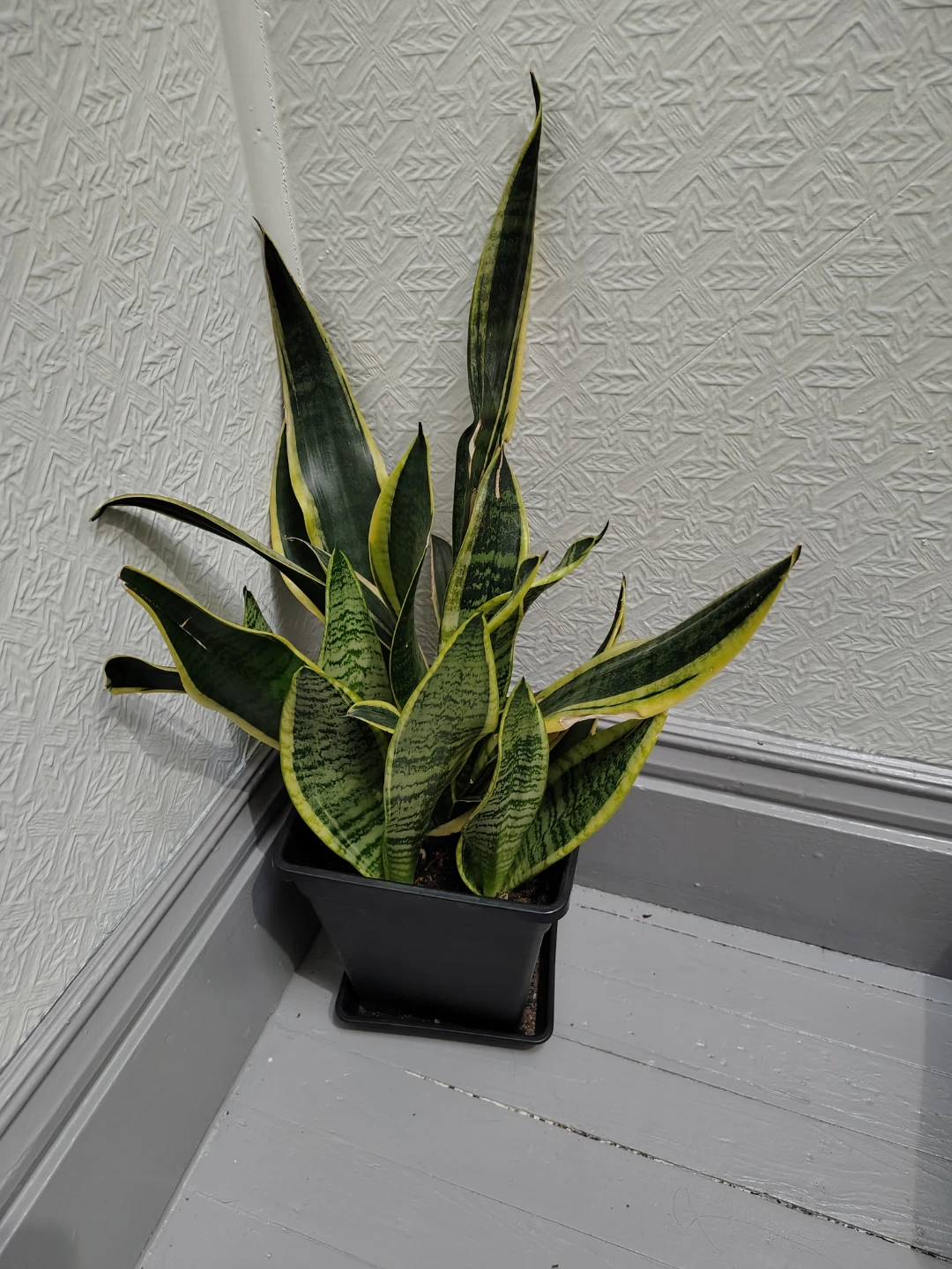 Snake Plant in Black Pot