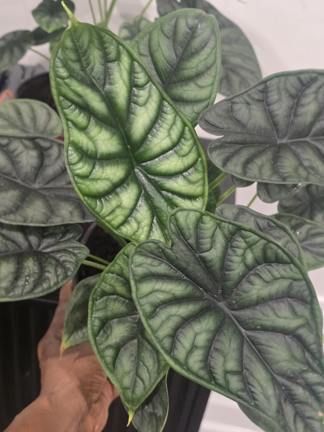 Alocasia Dragon Scale Plant - photo 2