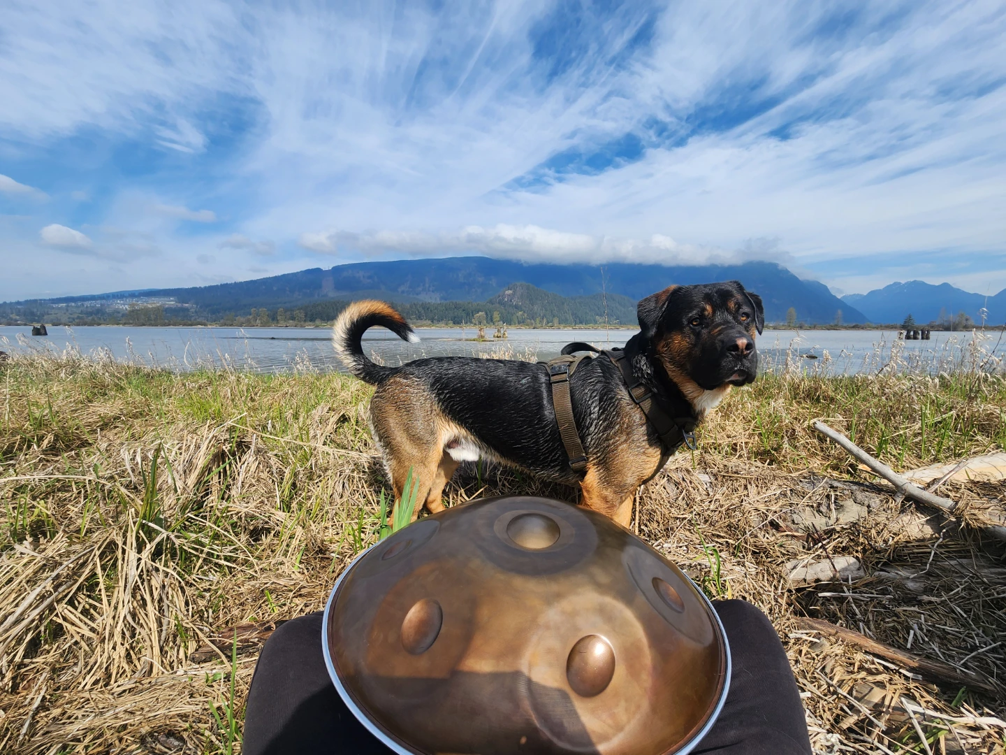 Handpan Drum (hangdrum/handpan) - photo 4