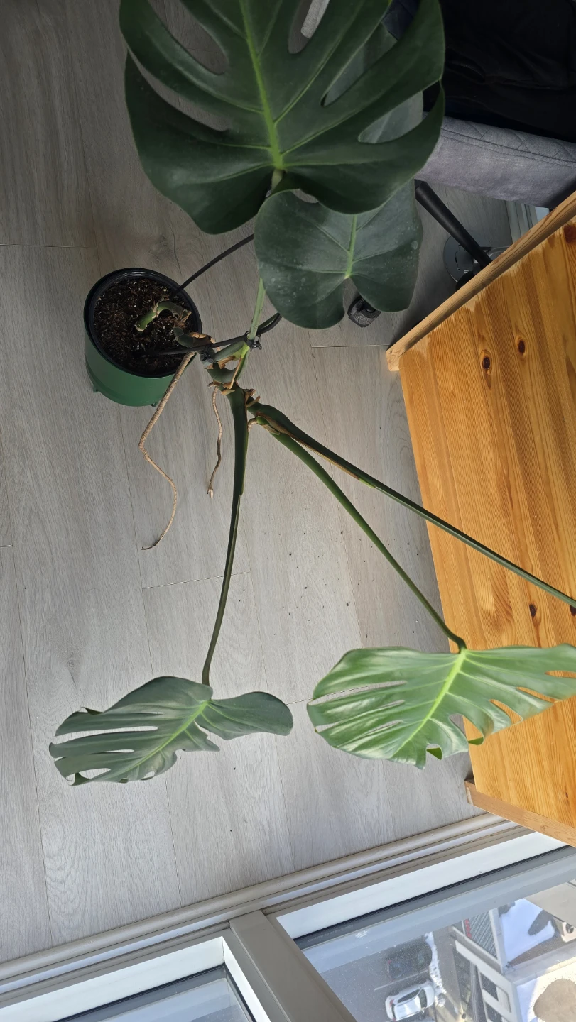 Monstera Plant