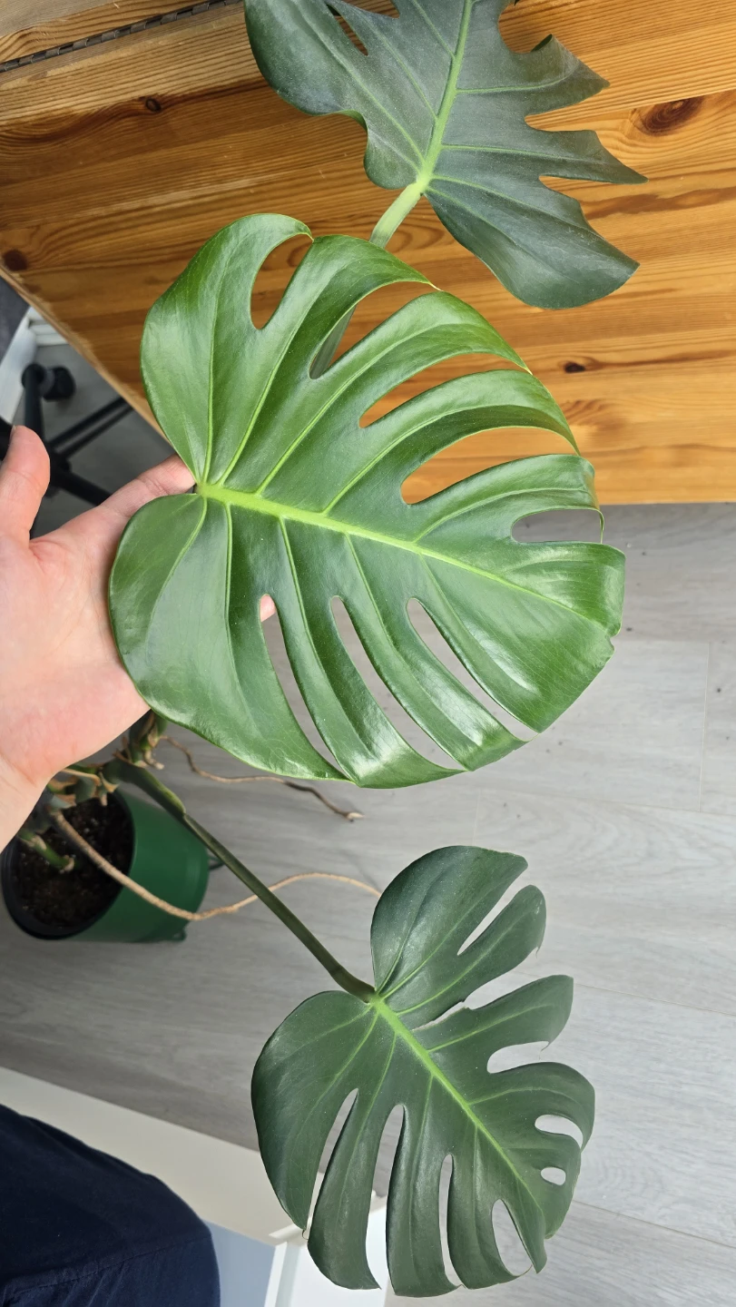 Monstera Plant - photo 2
