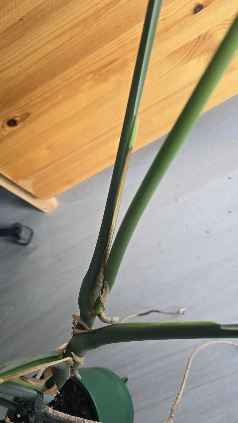 Monstera Plant - photo 3