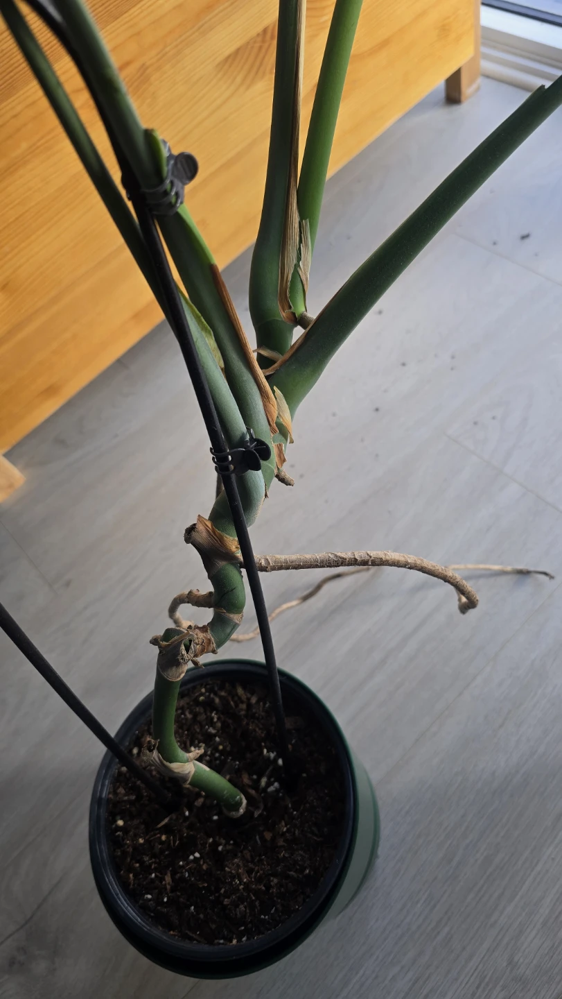 Monstera Plant - photo 4