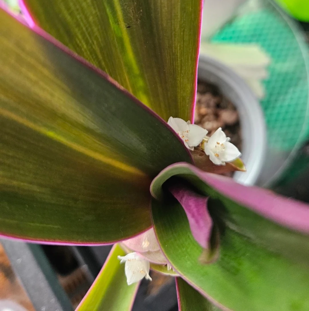 Tradescantia Spathacea Plant (Oyster Plant) - photo 3