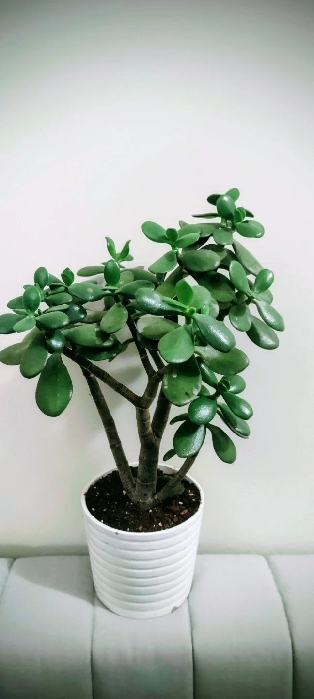 Jade Plant in White Pot- 18.5 inches 🧡 - photo 2