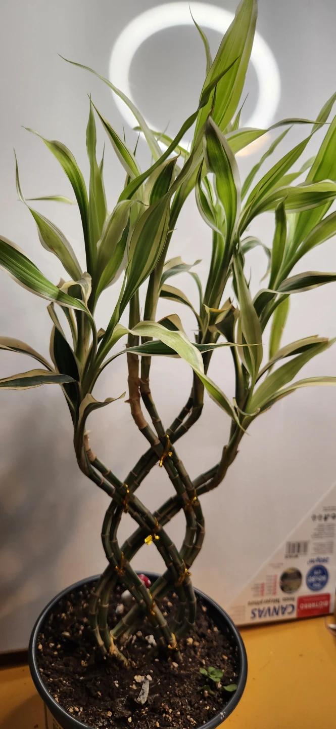 Lucky Bamboo Plant - photo 2