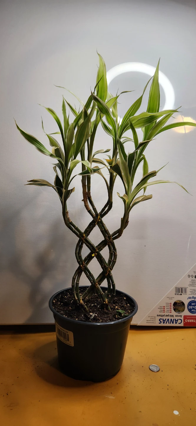 Lucky Bamboo Plant - photo 3