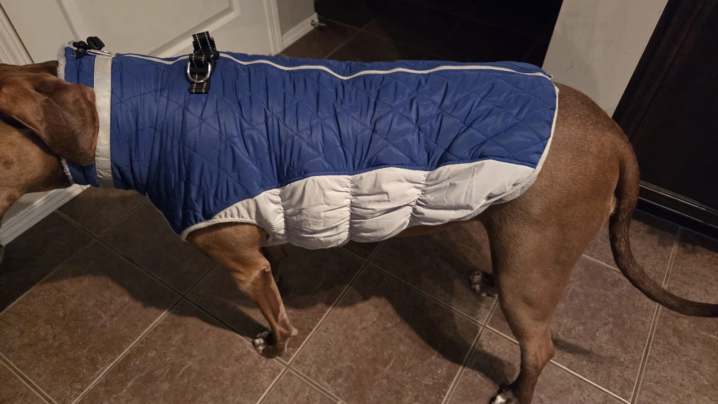 Dog winter Coat
