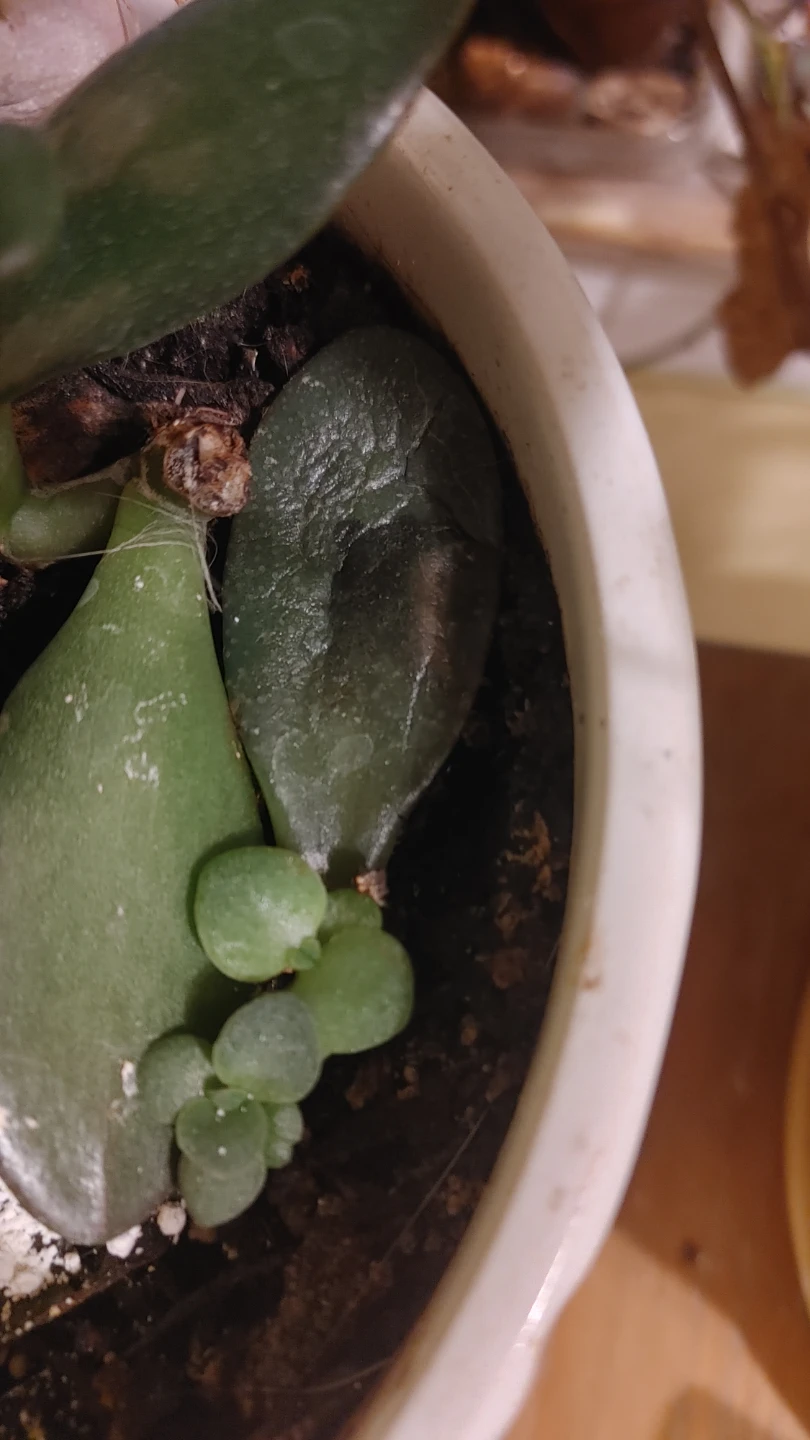 Jade Plant Cutting/ Babies - photo 2