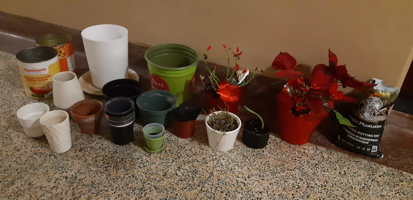 Assorted Planters and plants that need some love