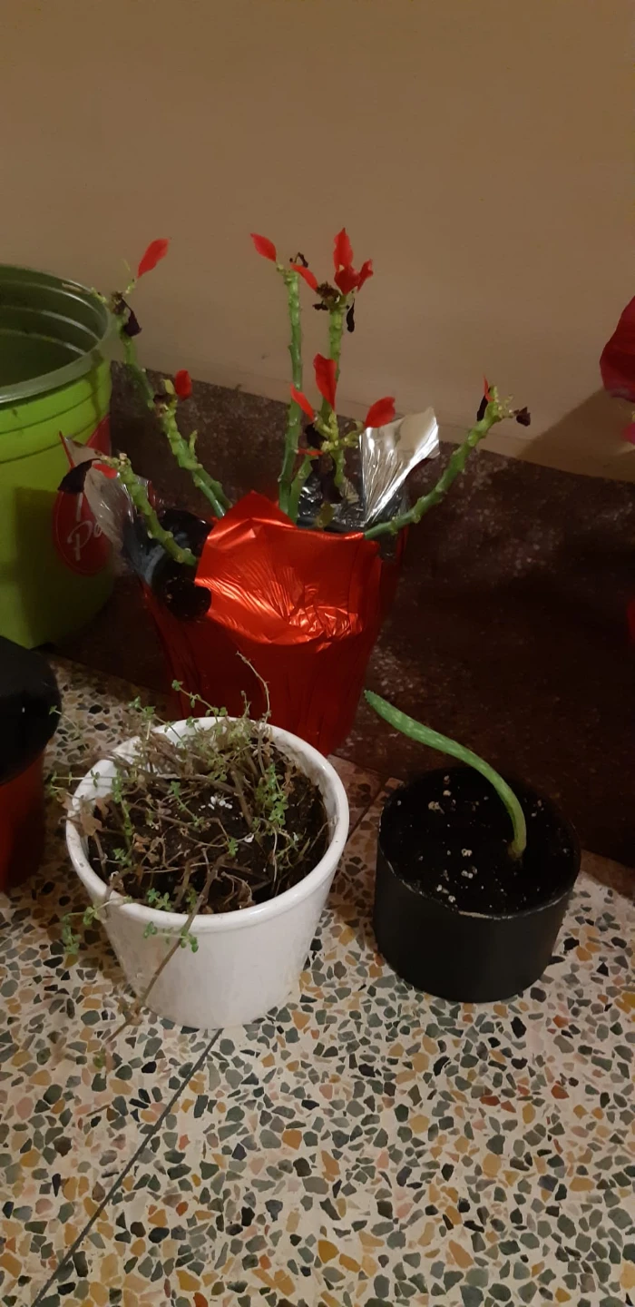 Assorted Planters and plants that need some love - photo 2