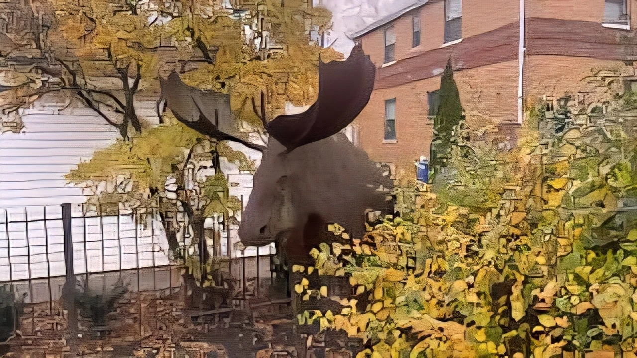 Life Size Dale Merill Iron Moose