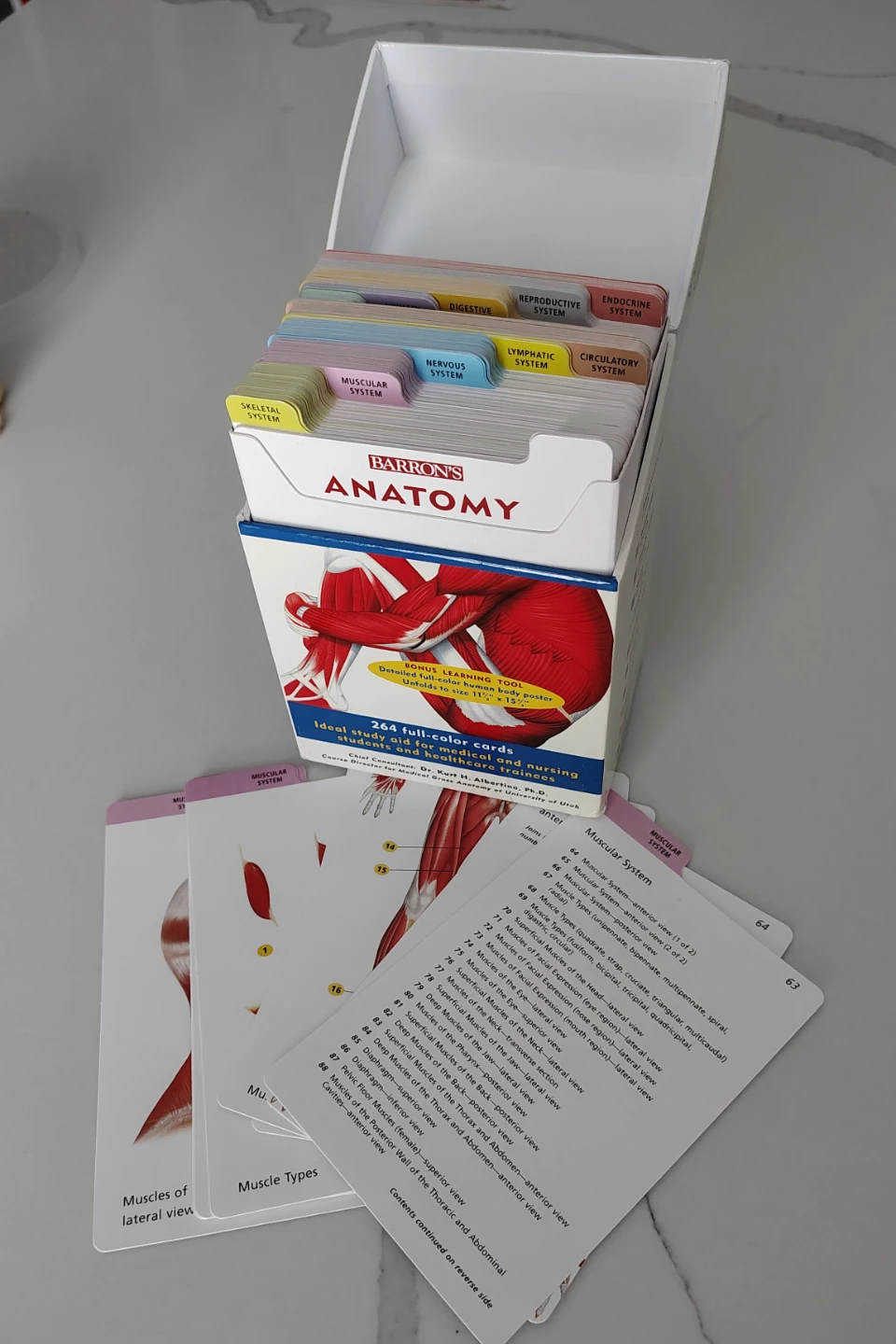 Anatomy flash cards