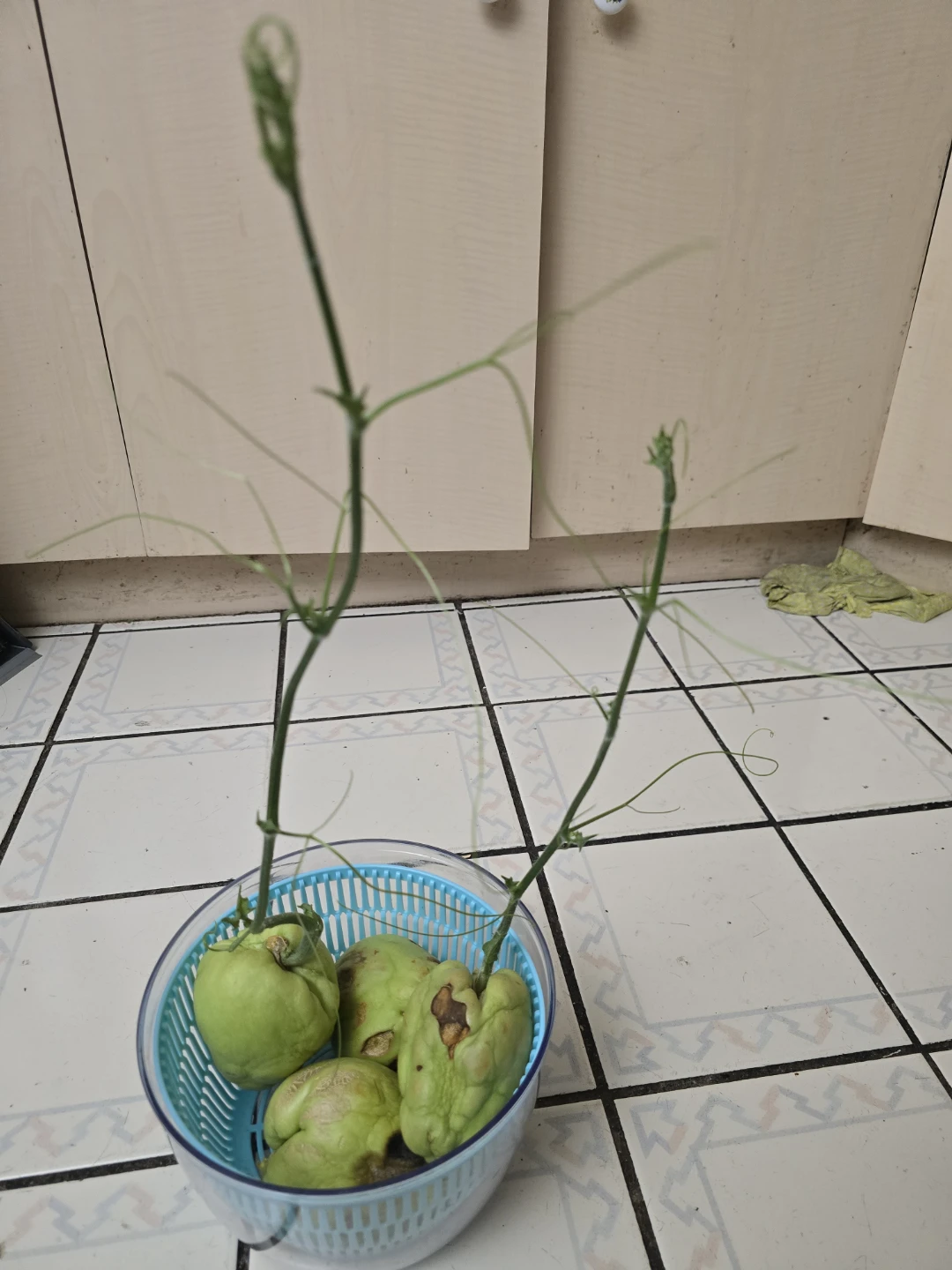🥕 Sprouted Chayote Squash Ready To Plant Soon