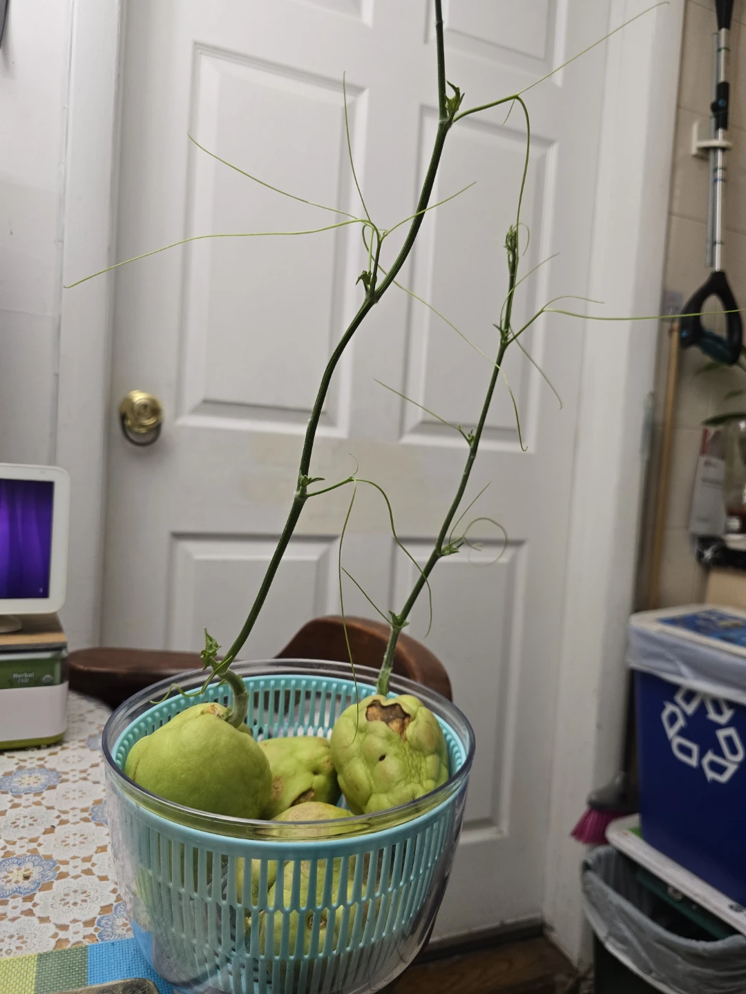 🥕 Sprouted Chayote Squash Ready To Plant Soon - photo 2