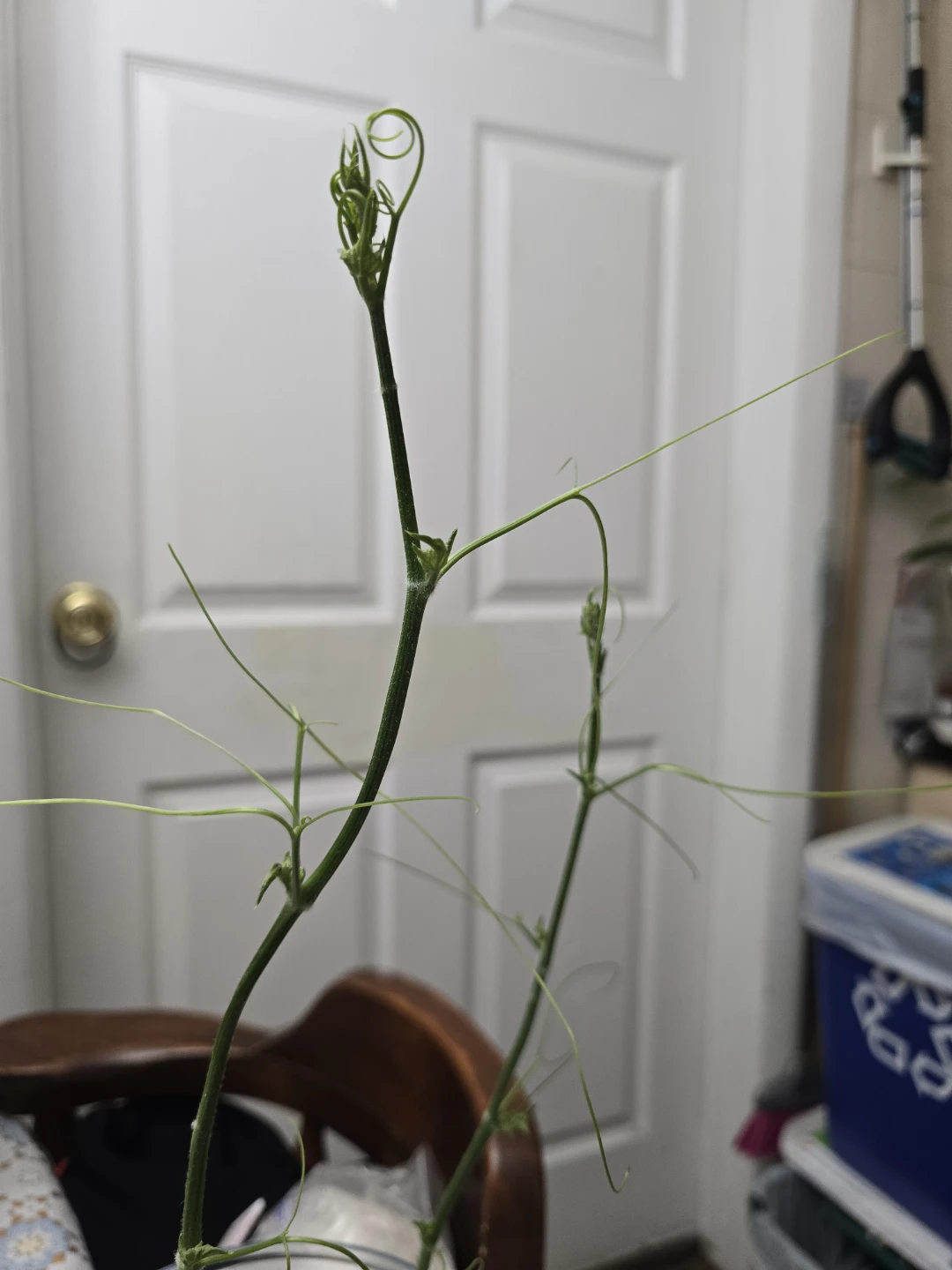🥕 Sprouted Chayote Squash Ready To Plant Soon - photo 4