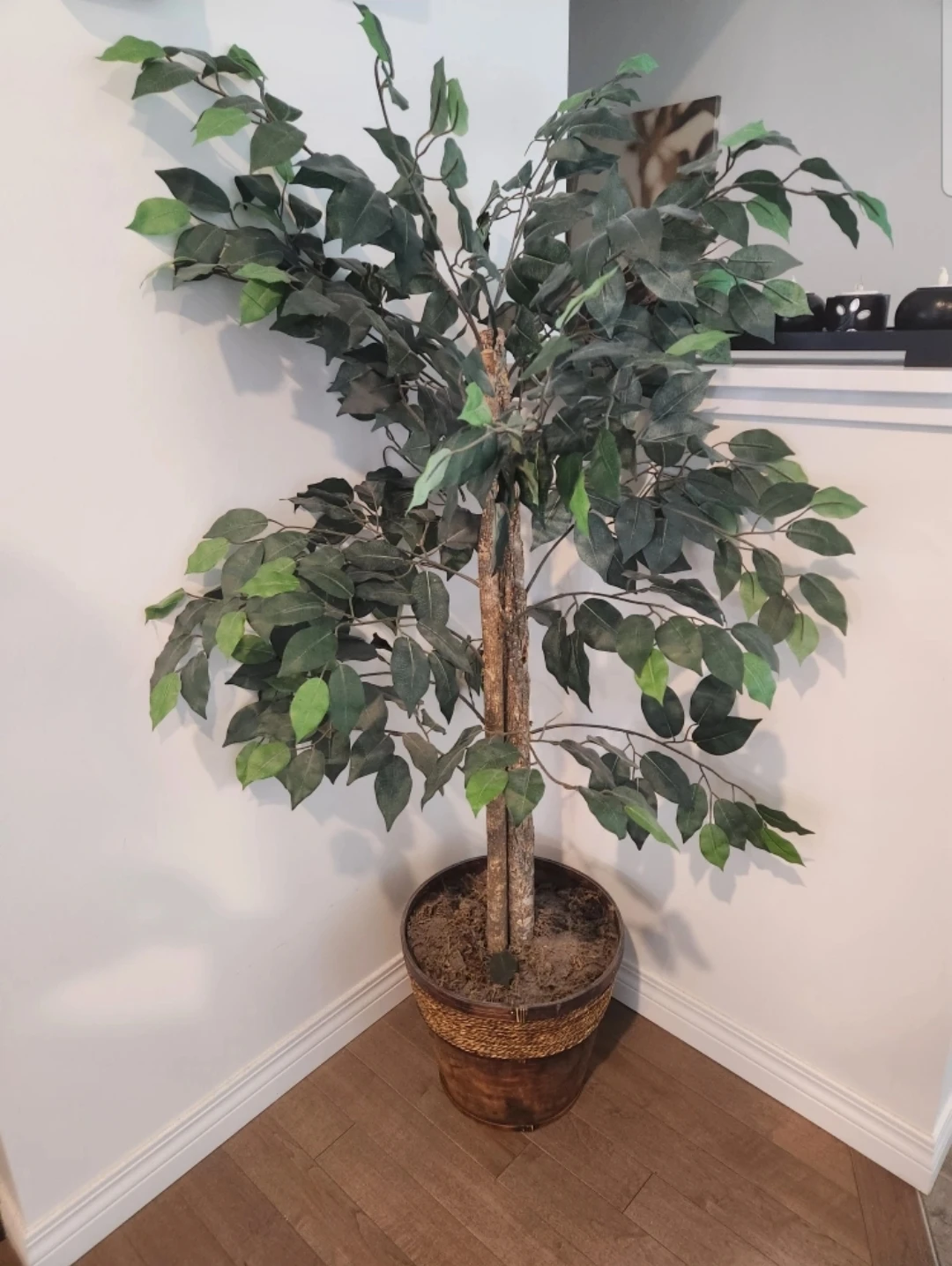 Silk tree