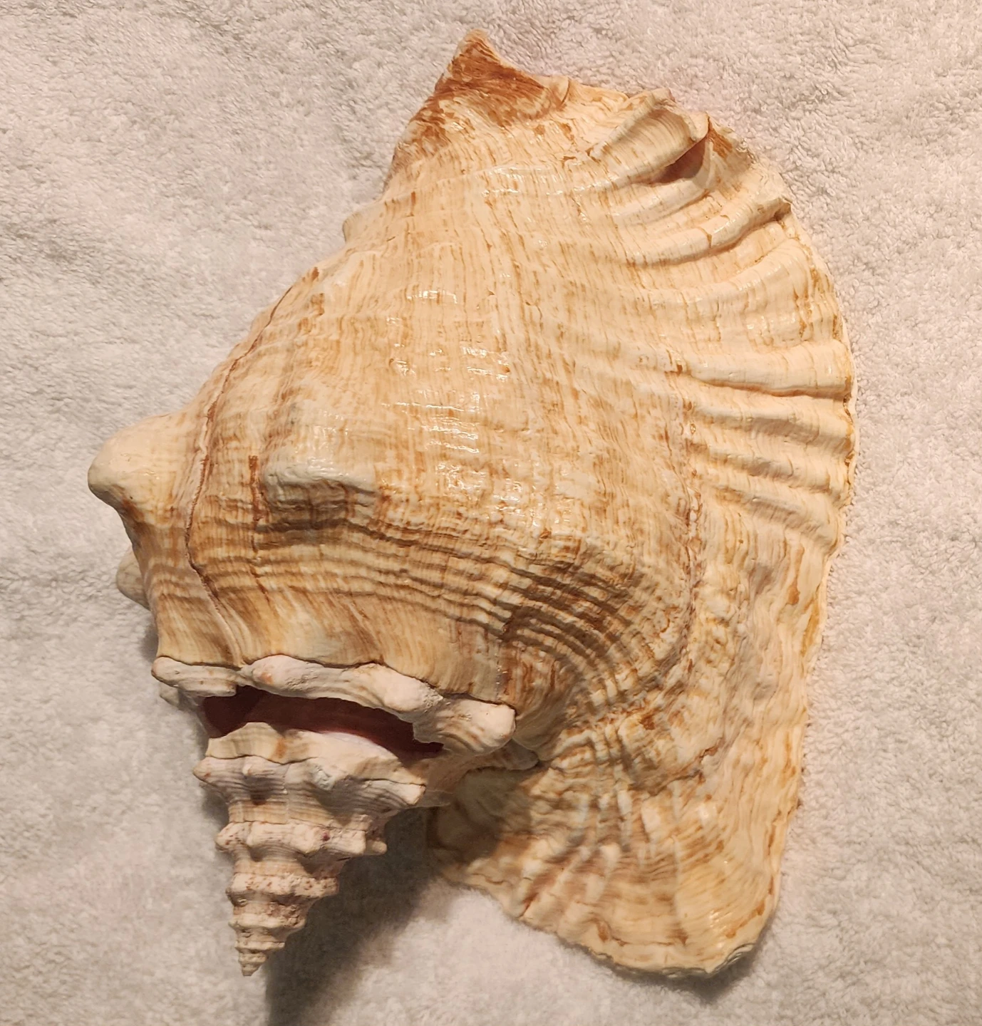 Large Conch Shell - Bahamas Souvenir