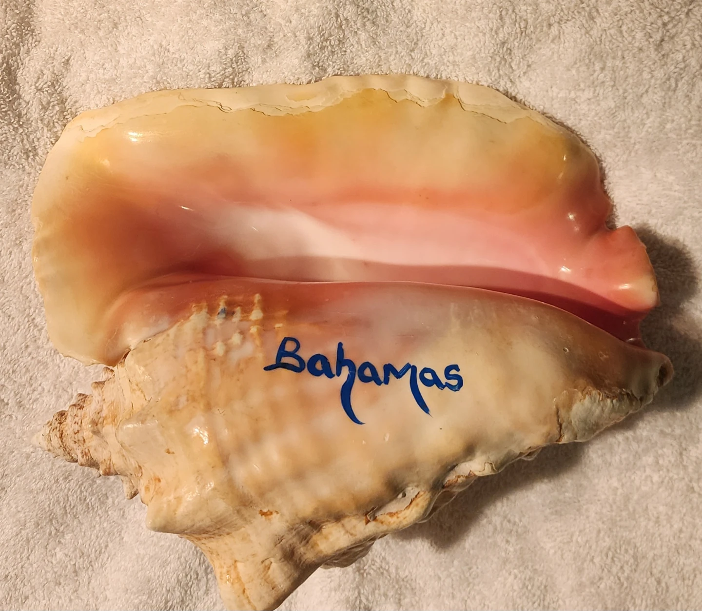 Large Conch Shell - Bahamas Souvenir - photo 4