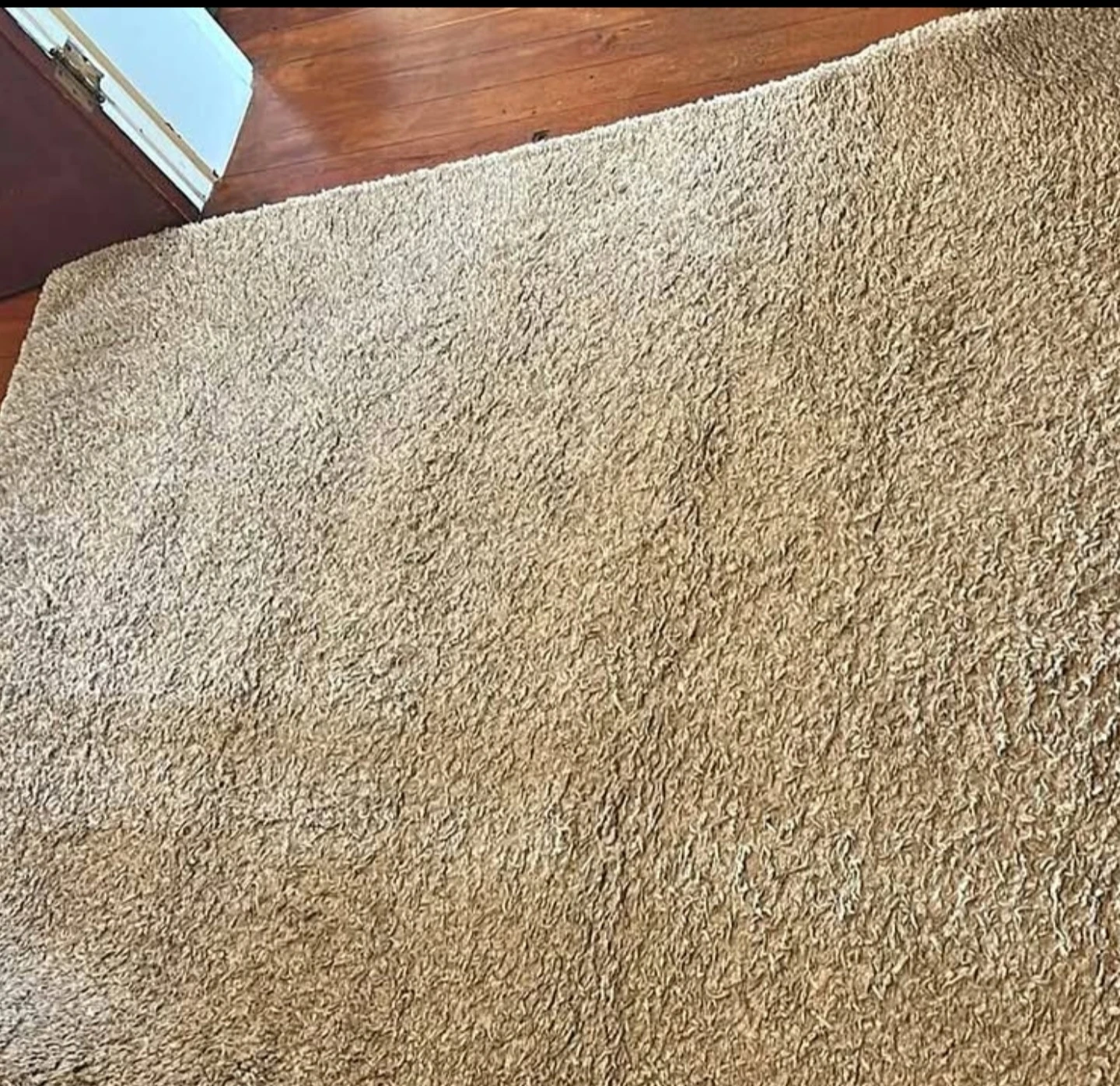 Beige Shag Rug