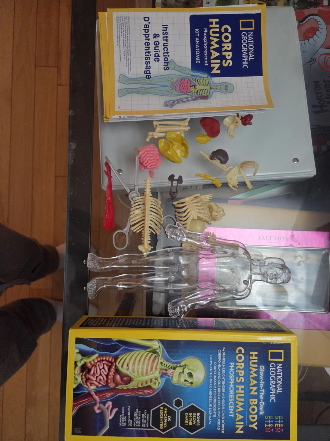 National Geographic Human Body Anatomy Kit - photo 2