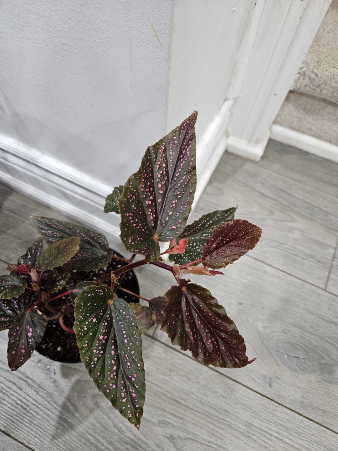 🥕Maculata pink spot Begonia Plant 🥕 - photo 5