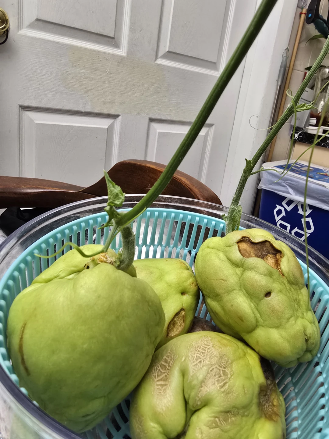 🥕 Sprouted Chayote Squash Ready To Plant Soon - photo 3
