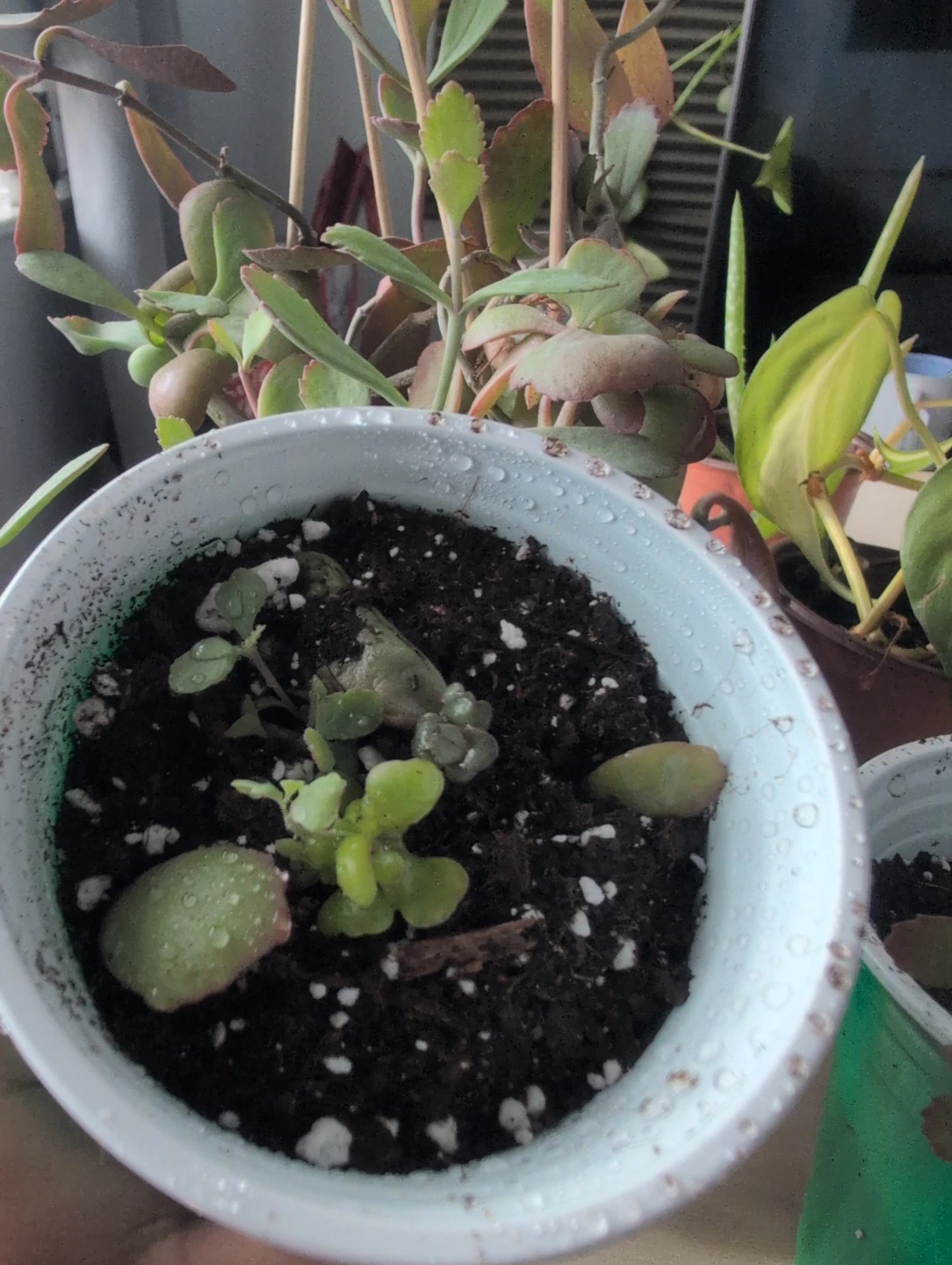 Kalanchoe fedtschenkoi - photo 2