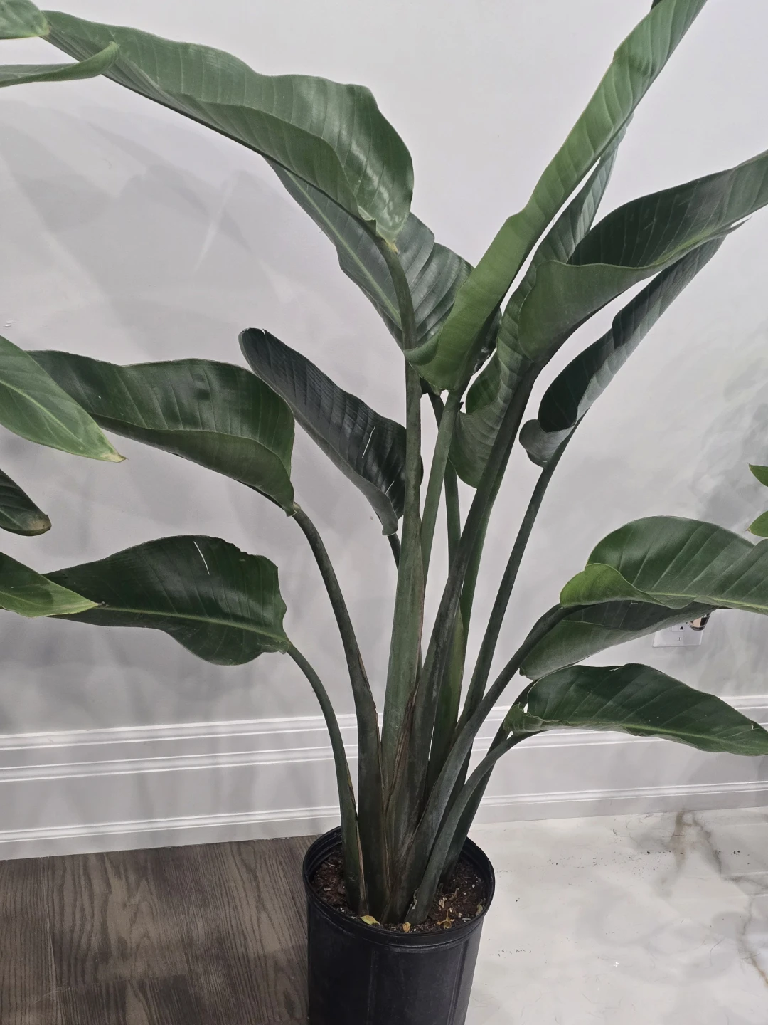 Bird of Paradise  multiple plant pot. 5 feet - photo 4