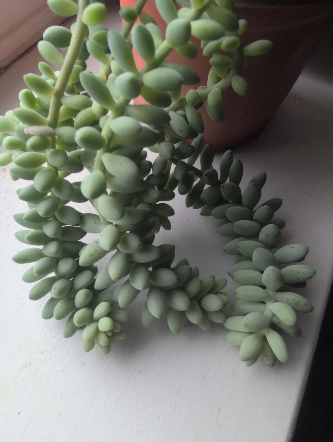 Burro's Tail Succulent Plant - photo 5