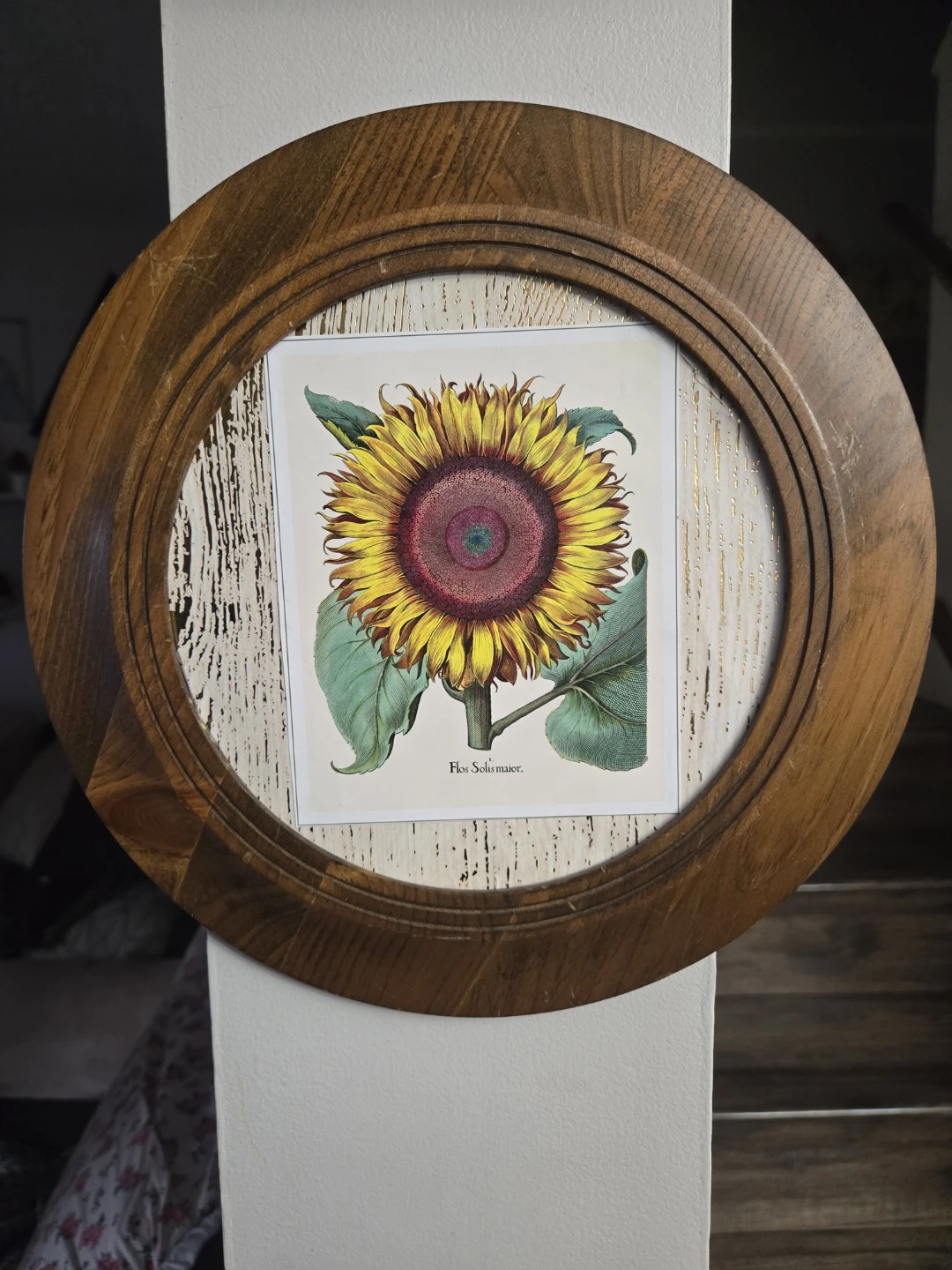 Framed Botanical Print - Sunflower
