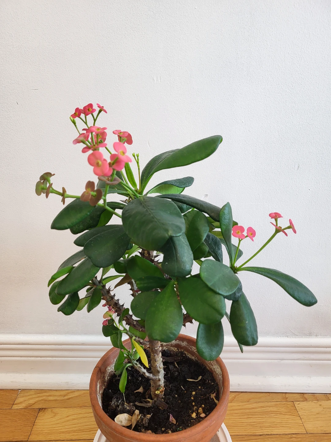 Pink Crown of Thorns Plant - photo 2