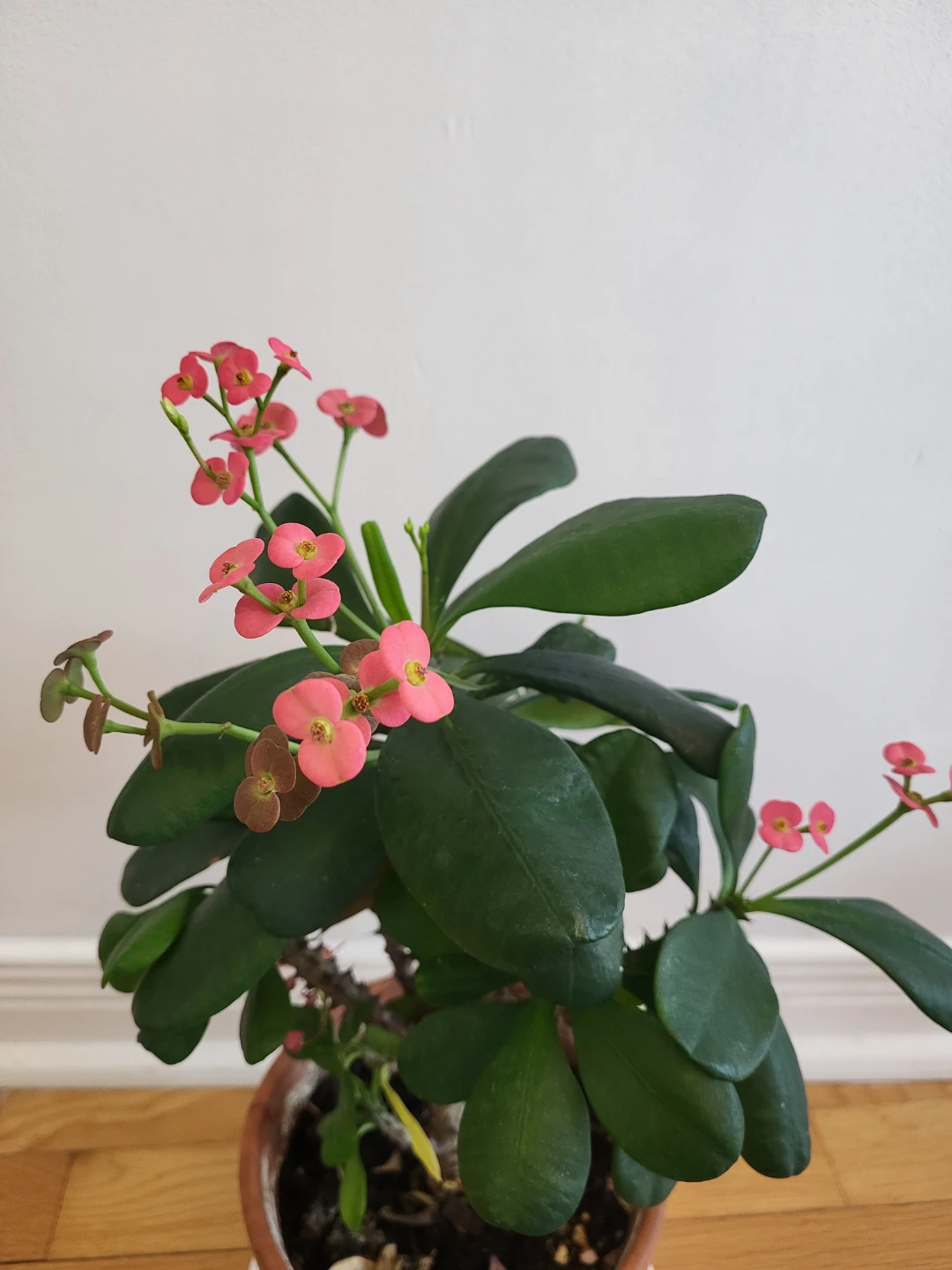 Pink Crown of Thorns Plant - photo 3