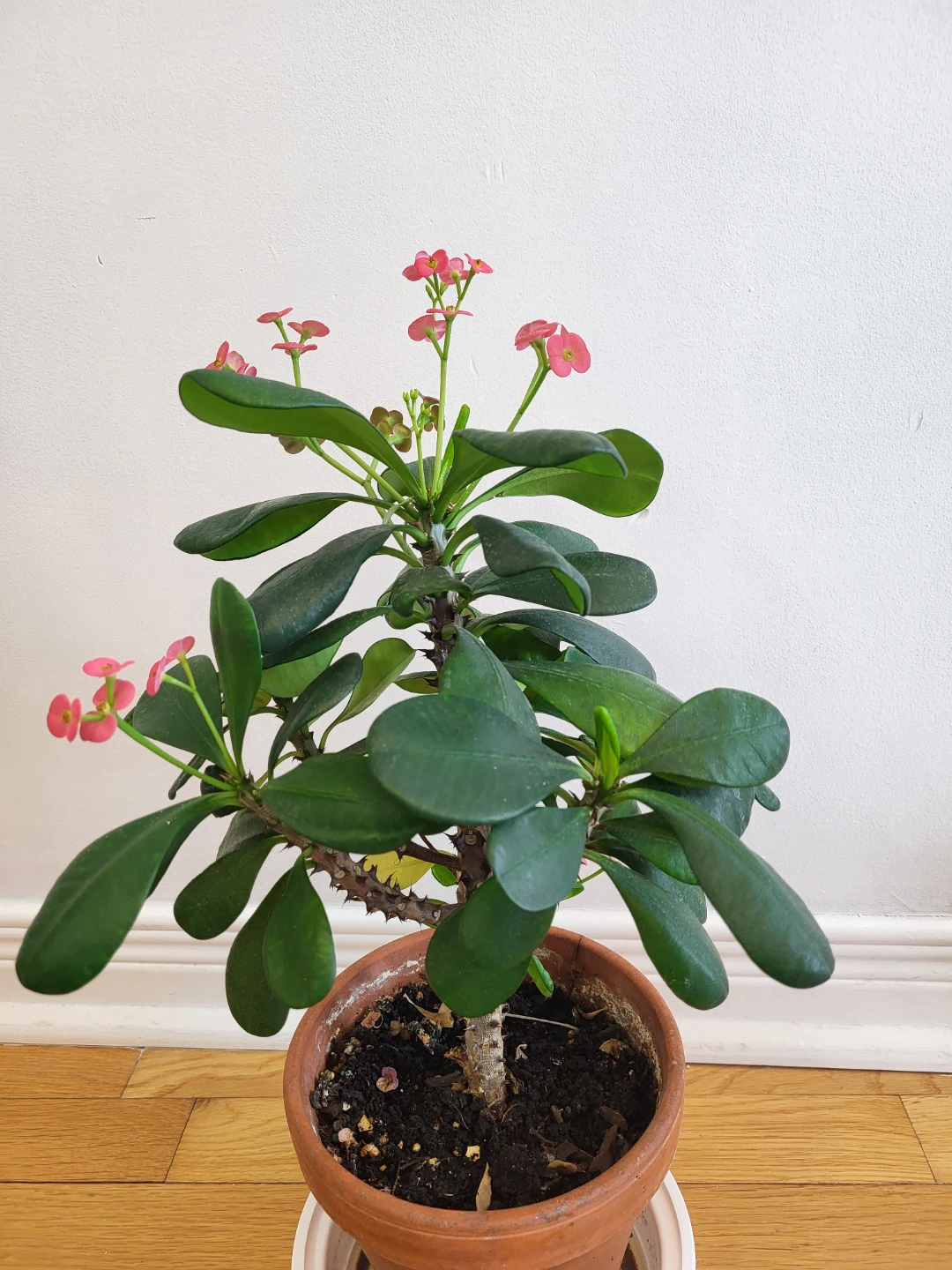 Pink Crown of Thorns Plant - photo 4