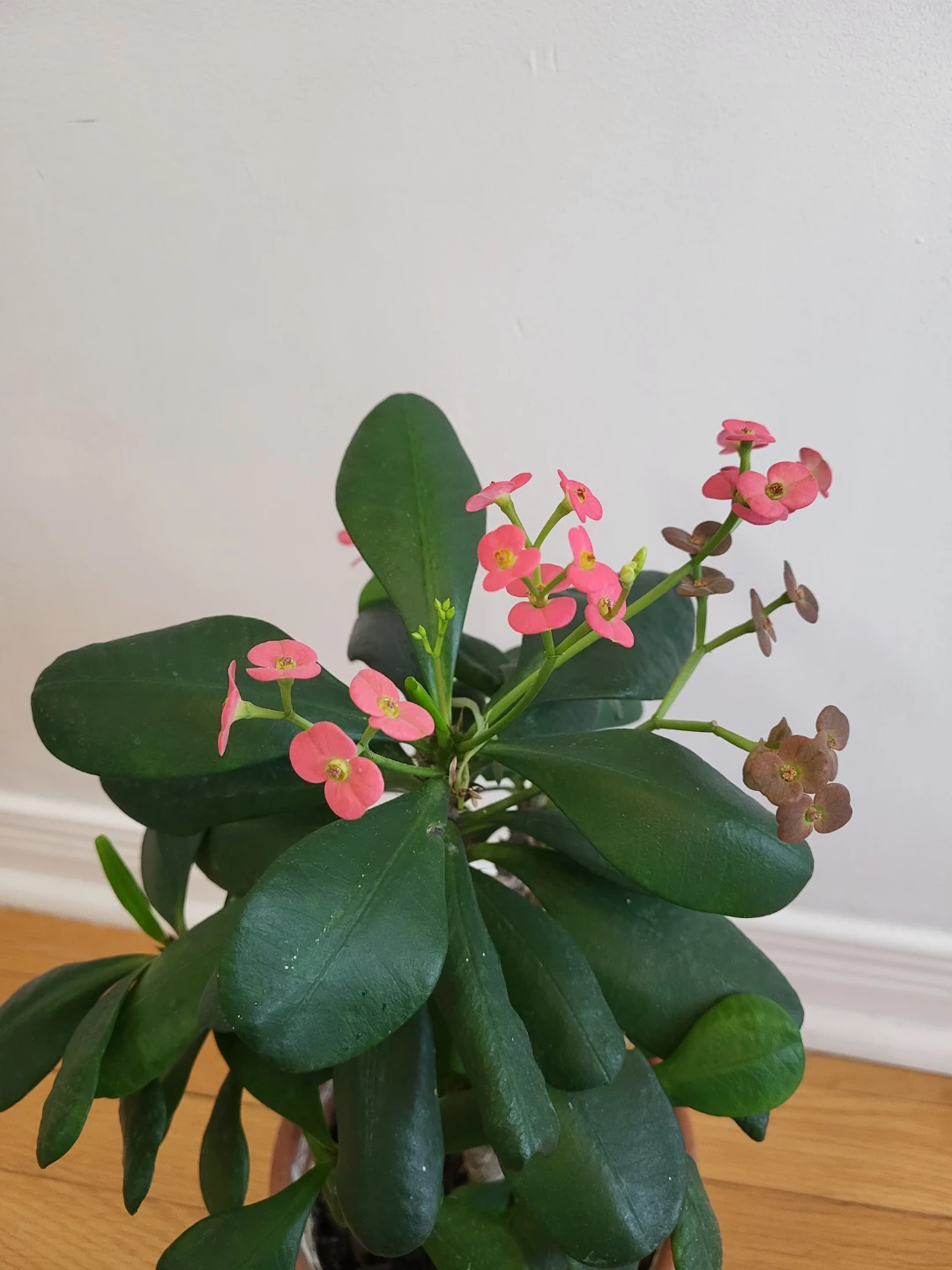 Pink Crown of Thorns Plant - photo 5