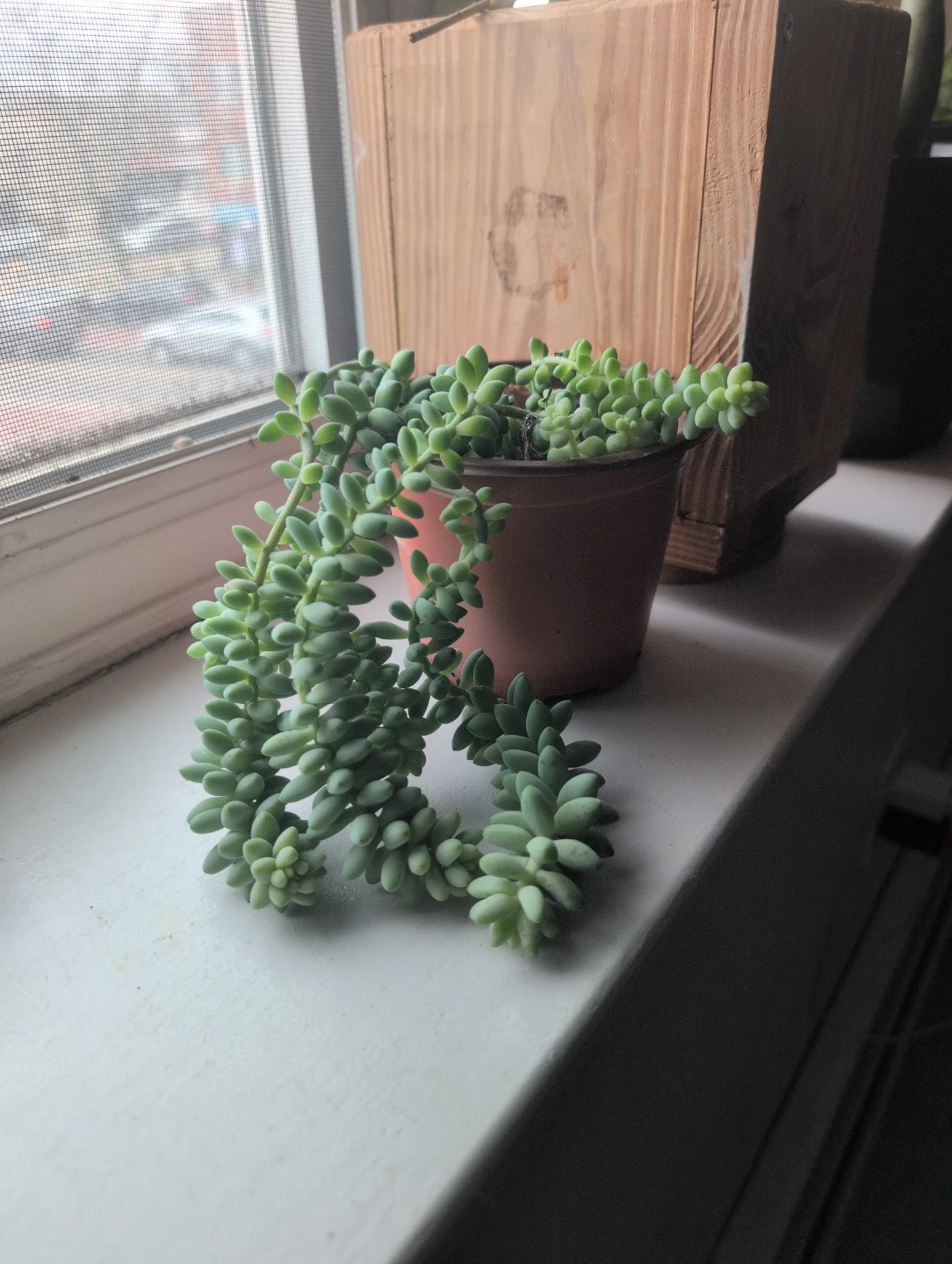Burro's Tail Succulent Plant