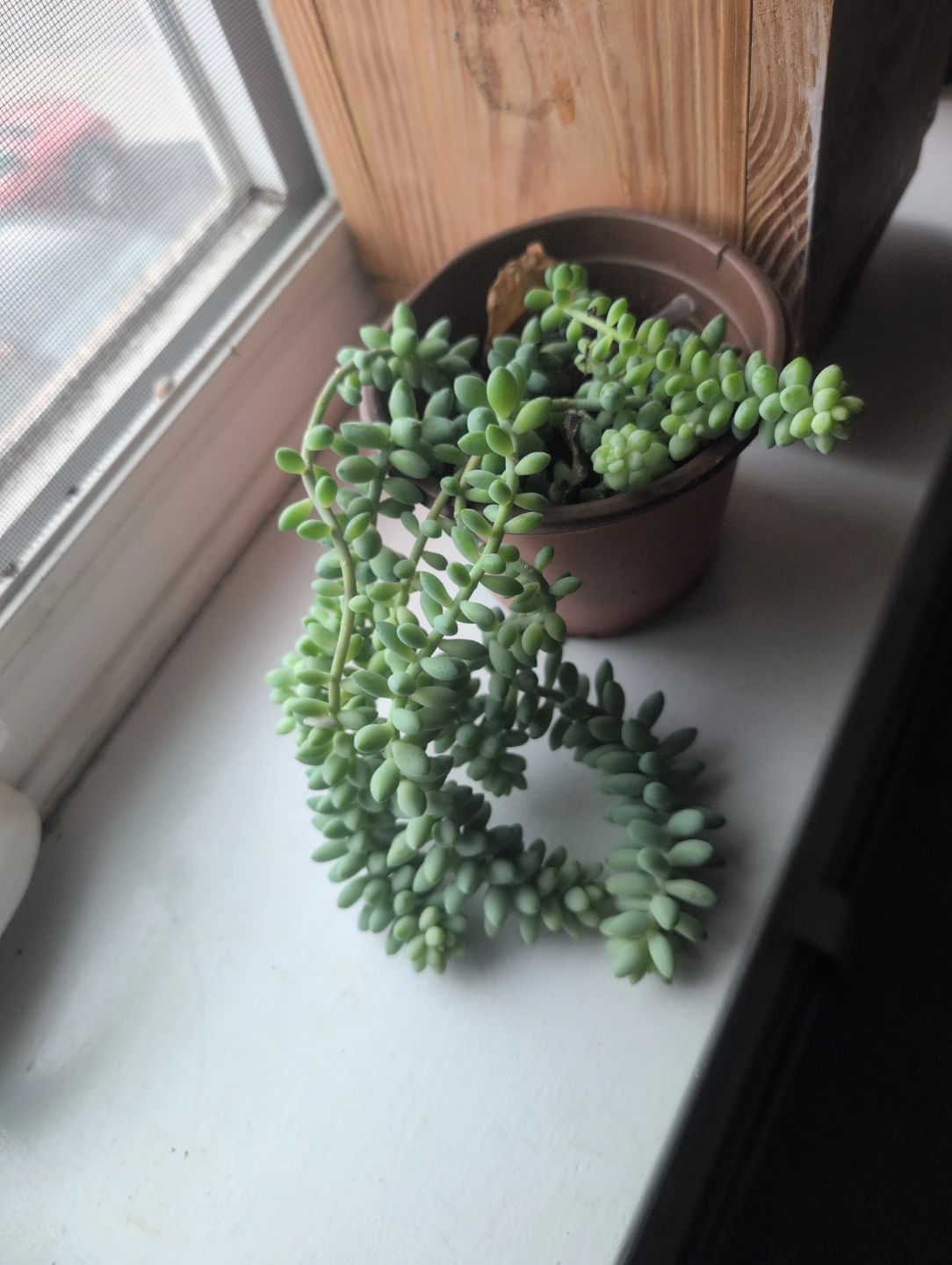 Burro's Tail Succulent Plant - photo 2