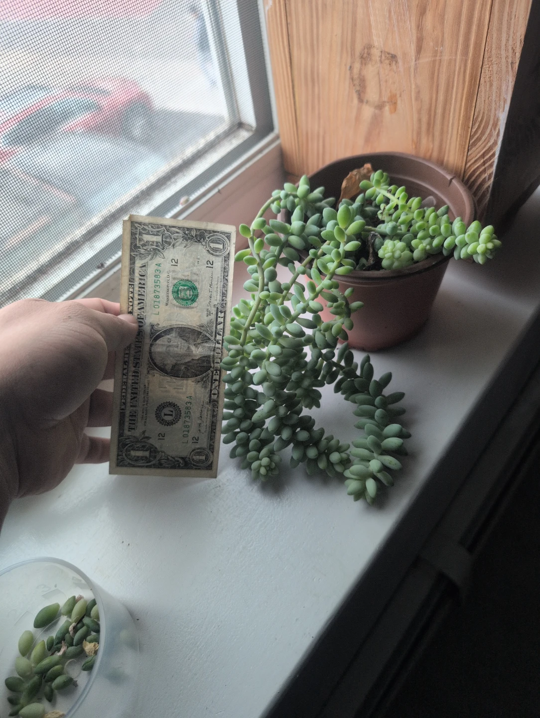Burro's Tail Succulent Plant - photo 4