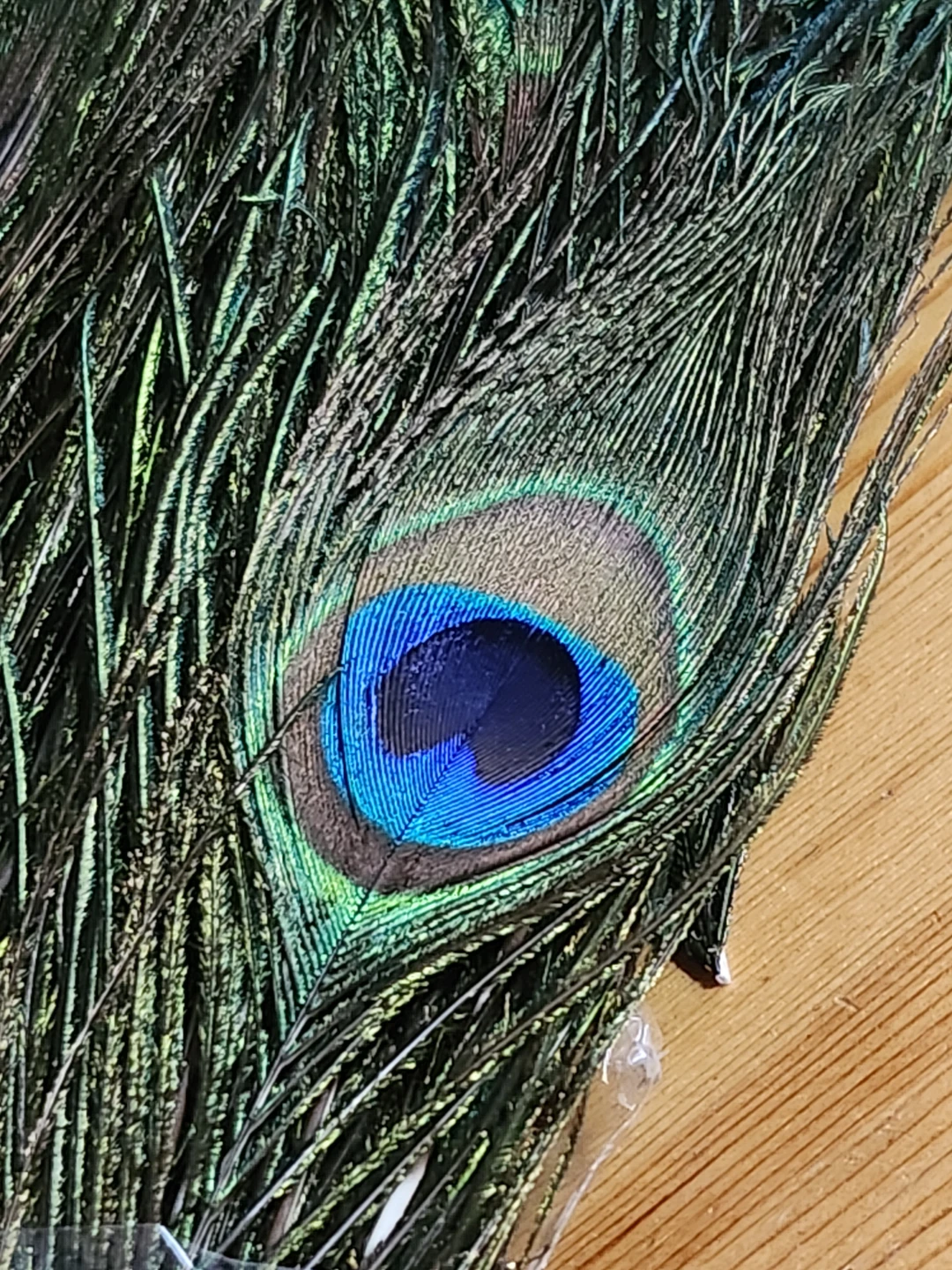 Decorative Peacock Feathers - Art and Crafts Supplies - photo 3