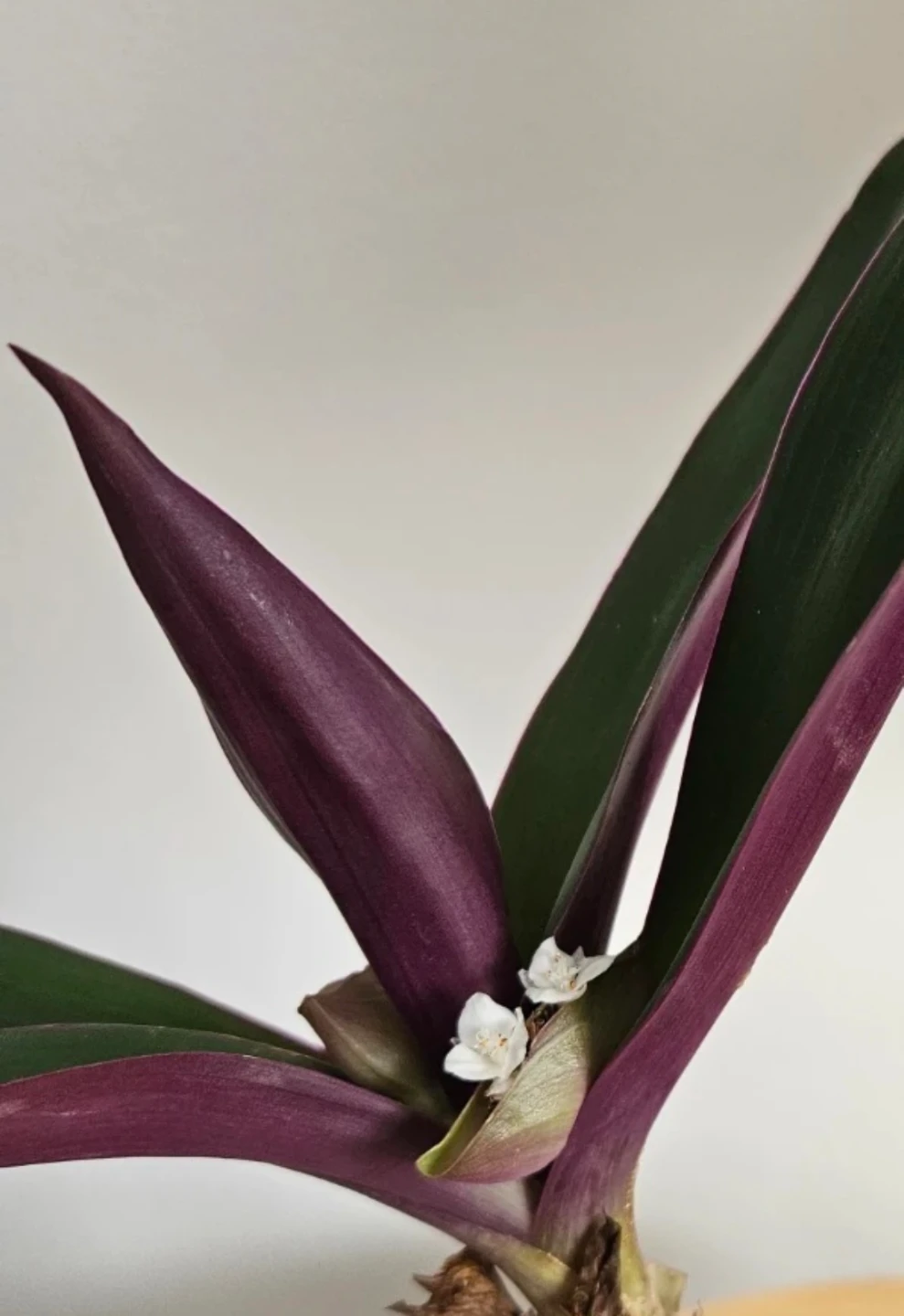 Tradescantia Spathacea Plant (Oyster Plant) - photo 5
