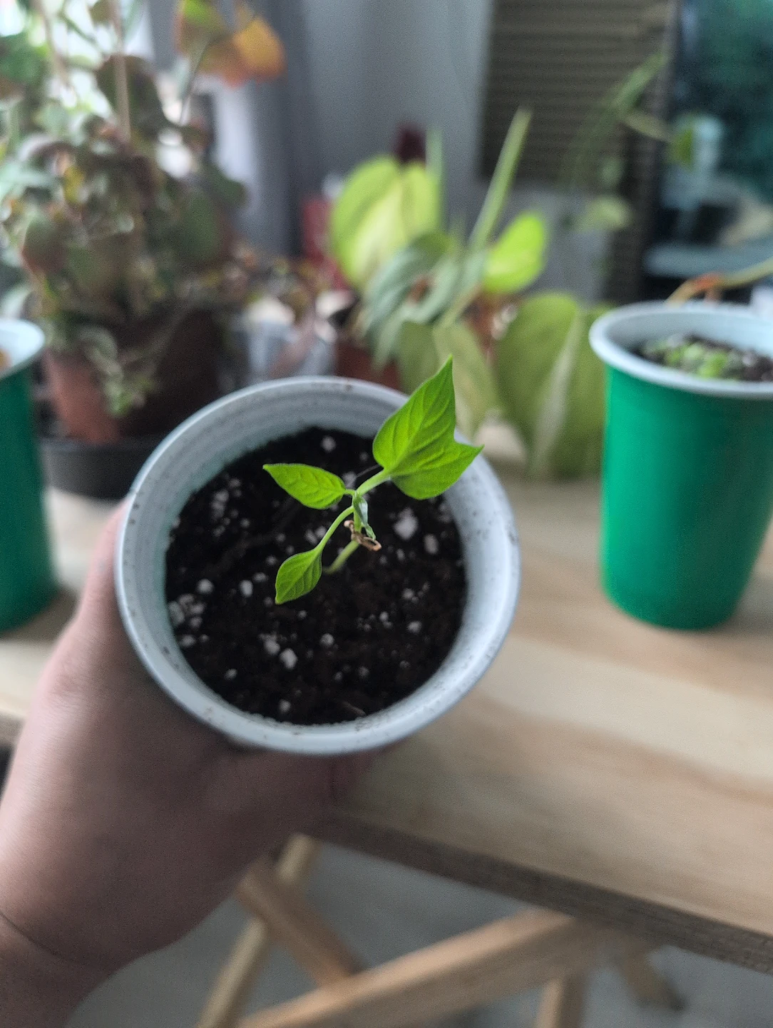 Young Pepper Plant in Pot - photo 2