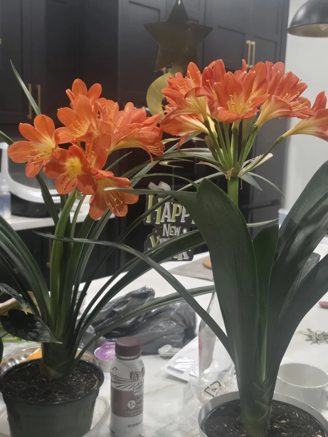 Clivia plant 6"pot blooming