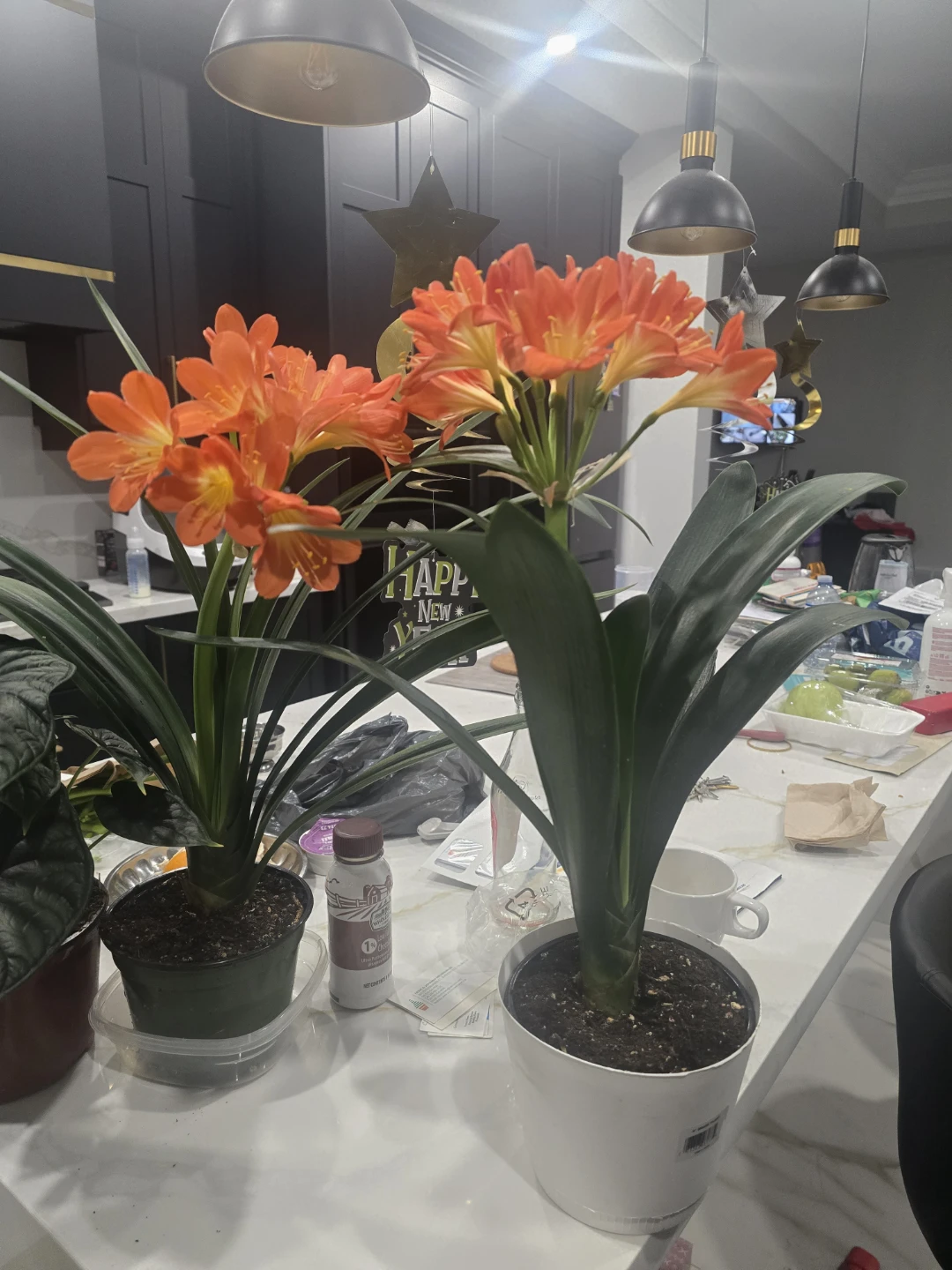 Clivia plant 6"pot blooming - photo 3
